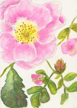 "Summer Beauty" by Ginny Bores, Madison WI - Watercolor